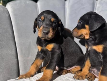 Europan Erkek Doberman King Yavrularımız - 10946 - Görsel 4
