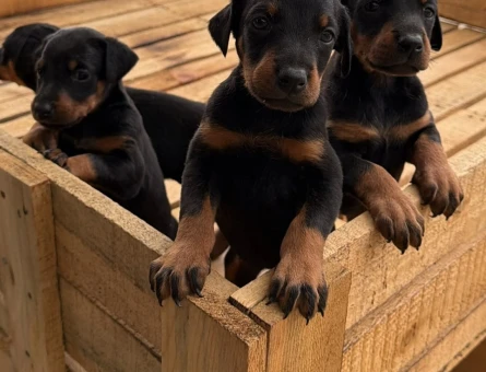 ERKEK DOBERMAN KİNG YAVRULAR MAĞAZAMIZDAN SİZLERLE - 10949