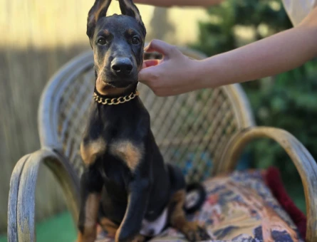 ERKEK DOBERMAN KİNG YAVRULAR MAĞAZAMIZDAN SİZLERLE - 10949 - Görsel 4