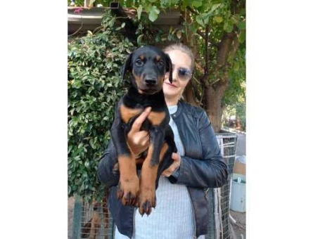 Doberman - 10967