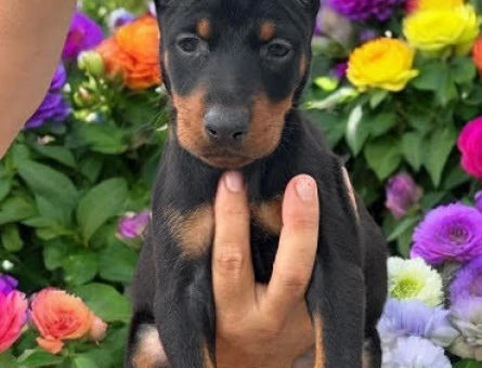 Doberman - 10967 - Görsel 3