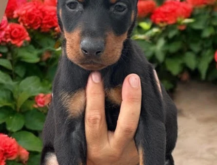 Doberman - 10967 - Görsel 4