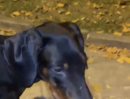 7000 Satılık eğitimli doberman - 11107