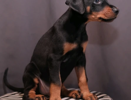 King Doberman - 11293