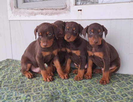 King soyundan Doberman yavrularım mevcuttur - 11492