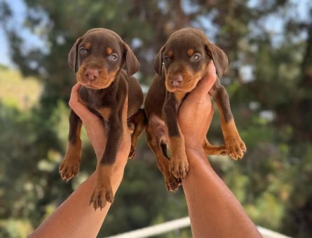 King soyundan Doberman yavrularım mevcuttur - 11492 - Görsel 3