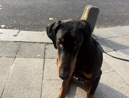 doberman sahiplendirme - 11509