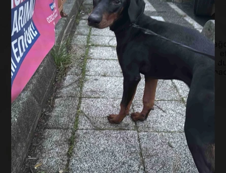 doberman sahiplendirme - 11509 - Görsel 3