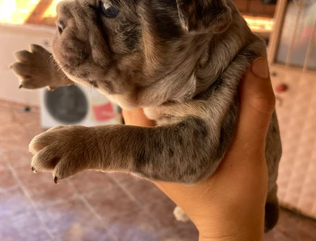 French buldog özel renk merle - 11201 - Görsel 3