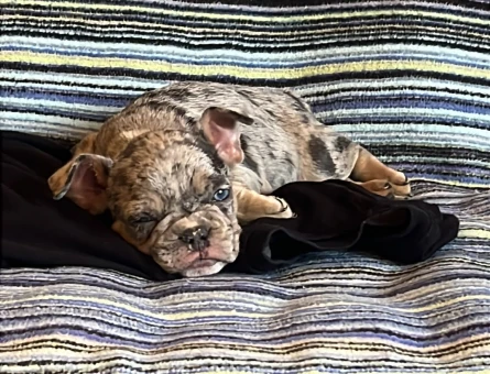 French buldog özel renk merle - 11201 - Görsel 5
