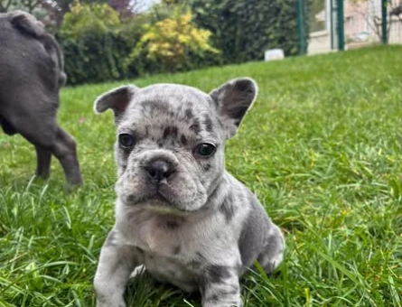 SAF MARLE FRENCHBULLDOG - 11318
