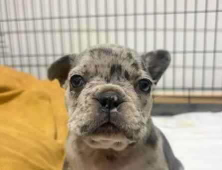 SAF MARLE FRENCHBULLDOG - 11318 - Görsel 3