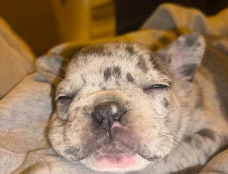 SAF MARLE FRENCHBULLDOG - 11318 - Görsel 4
