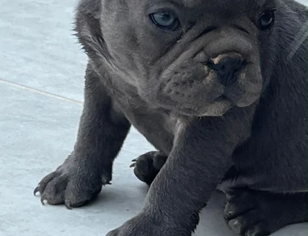 Ankaranın en özel Blue French Bulldog Yavruları - 11436
