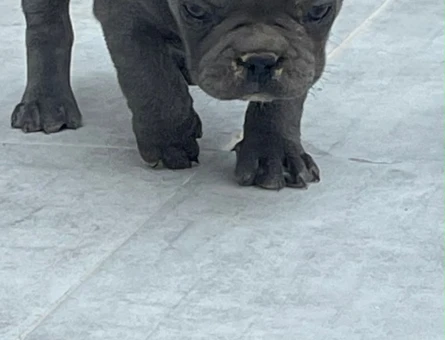 Ankaranın en özel Blue French Bulldog Yavruları - 11436 - Görsel 3