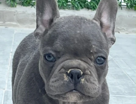 Ankaranın en özel Blue French Bulldog Yavruları - 11436 - Görsel 4