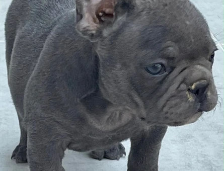 Ankaranın en özel Blue French Bulldog Yavruları - 11436 - Görsel 5