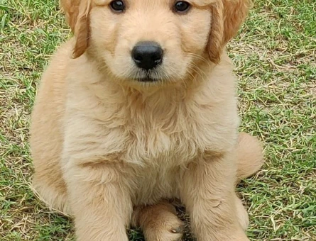 GOLDEN BABY FACE YAVRULARIMIZ - 10892 - Görsel 5