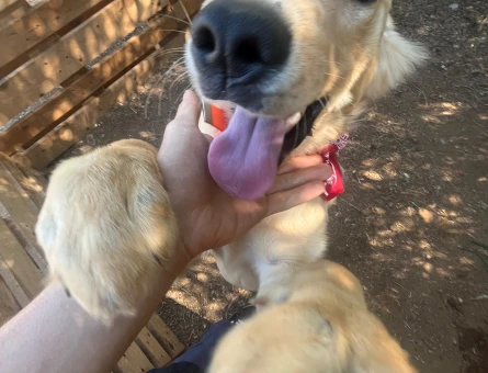 Ücretsiz Sahiplwnmw 7aylık golden retraiver - 11078 - Görsel 3