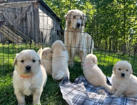 En Sadık ve Eğlenceli Irk Golden Retriever Yavrular - 11131