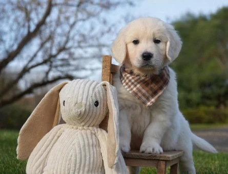 En Sadık ve Eğlenceli Irk Golden Retriever Yavrular - 11131 - Görsel 3