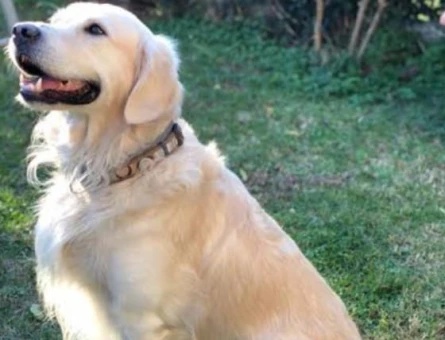 Sevimli Golden Retriver Yavrularımız - 11195 - Görsel 2