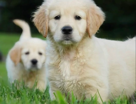 Golden Retriever Dişi En Sadık Dost - 11267 - Görsel 3