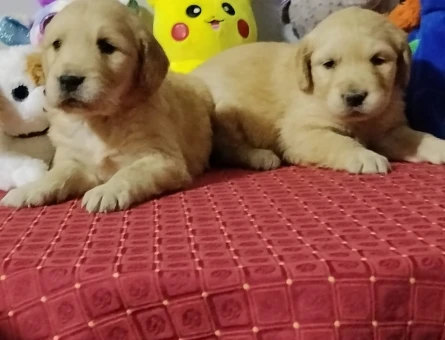 Golden bebekler - 11298