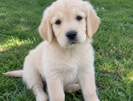 A kalite Golden Retriever Bebekler - 11611 - Görsel 3