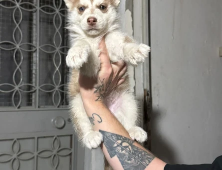 HUSKY BEBEKLER - 10883
