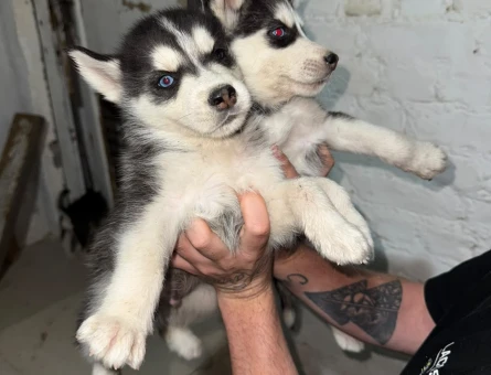 HUSKY BEBEKLER - 10883 - Görsel 3