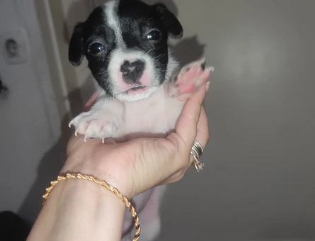 Köpek - 11065 - Görsel 3