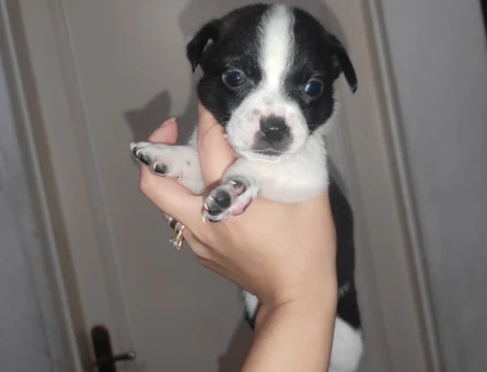 Köpek - 11065 - Görsel 4
