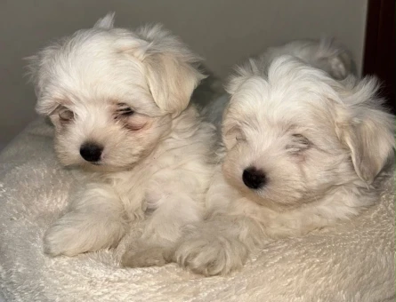 MALTESE BEBEKLER - 11225