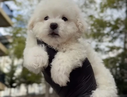 Teacup Miniboy Kore Kan Maltes Terrier - 11279