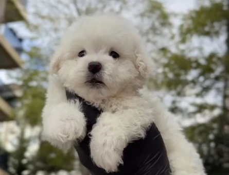 Teacup Miniboy Kore Kan Maltes Terrier - 11279 - Görsel 3