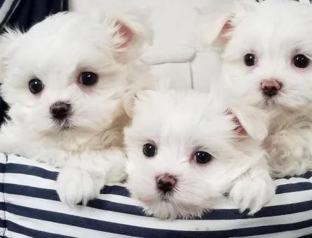 Bembeyaz, pamuksu tüyleri ve sevimli yüzüyle dikkat çeken Maltese Terrier yavrumuz - 11286