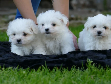 Bembeyaz pamuksu tüyleri ve sevimli yüzüyle dikkat çeken Maltese Terrier yavrumuz - 11286 - Görsel 3