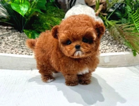 A Kalite Maltipoo Yavrular - 10865