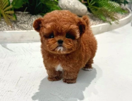 A Kalite Maltipoo Yavrular - 10865 - Görsel 3