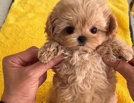 En Sevimli Maltipoo Yavrulari - 10868 - Görsel 4