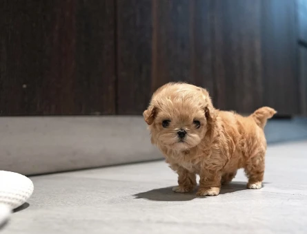 En Sevimli Maltipoo Bebekler - 10871