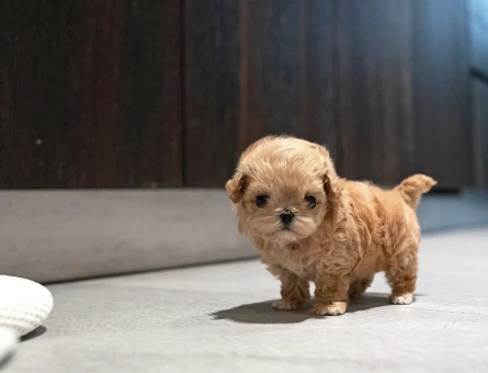 En Sevimli Maltipoo Bebekler - 10871 - Görsel 3