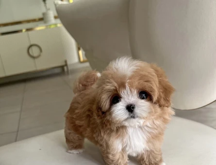 Orji̇nal Tea Cup Malti̇poo Yavrulari̇ Daha Güzeli̇ Yok - 10875