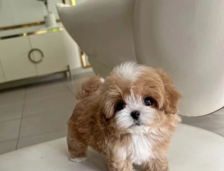 Orjinal Tea Cup Maltipoo Yavrulari Daha Güzeli Yok - 10875 - Görsel 3