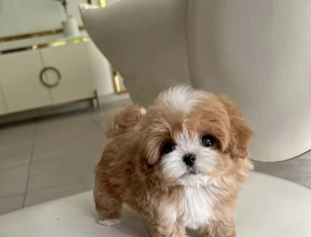 Orjinal Tea Cup Maltipoo Yavrulari Daha Güzeli Yok - 10875 - Görsel 4