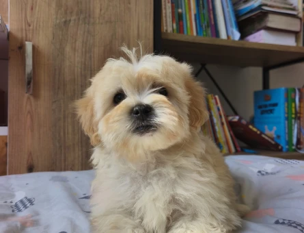 Bal küpü maltipoo - 10911 - Görsel 3
