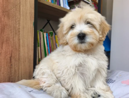 Bal küpü maltipoo - 10911 - Görsel 5