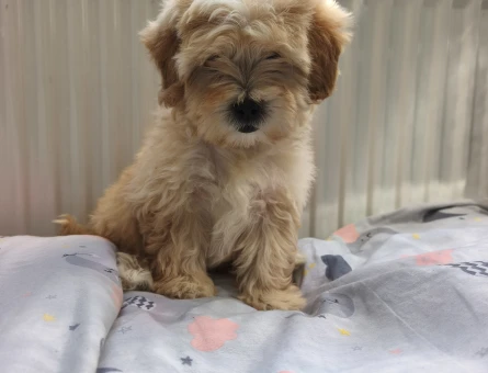 Bal küpü maltipoo - 10912