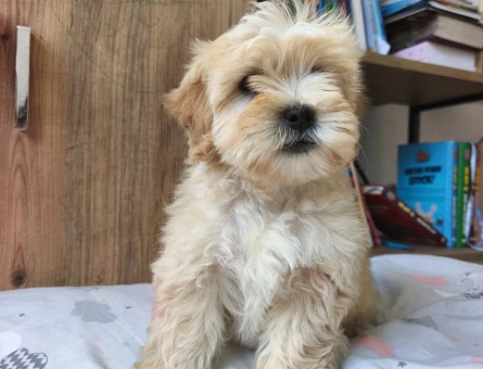 Bal küpü maltipoo - 10912 - Görsel 4